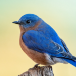 what does it mean when you see a bluebird in your yard