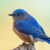what does it mean when you see a bluebird in your yard