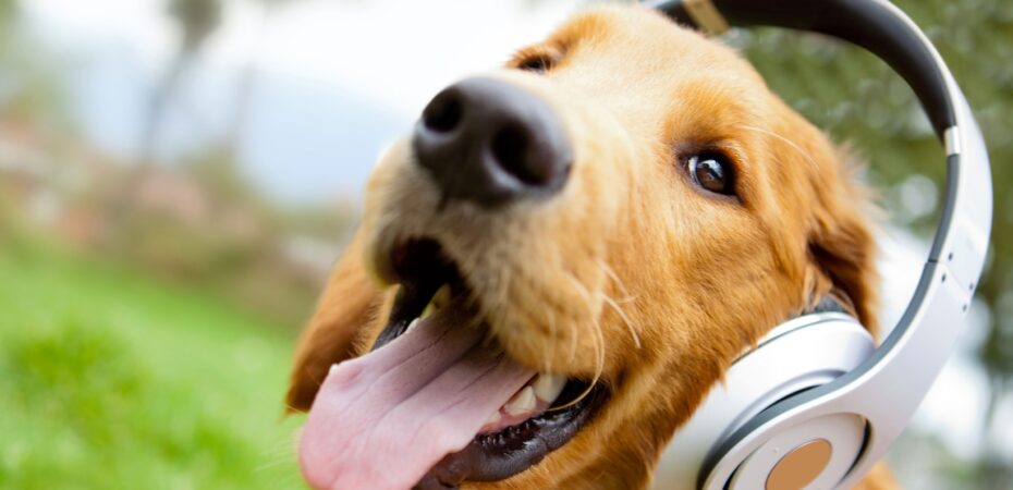when dogs go deaf, do they think everyone stopped talking to them