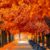 pixel 3xl autumn wallpapers