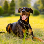 Complete Guide to Raising a Healthy, Loyal, and Intelligent Puppy:we8pdrlxgsa= Doberman