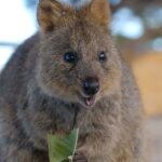 Wildlife Encounters That Make Your Australian Tour Unforgettable