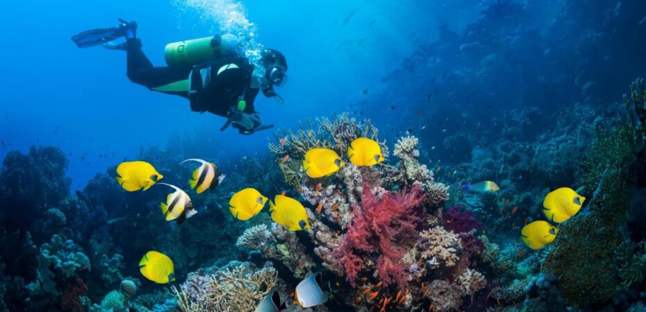 Afbeelding met water, scuba-uitrusting, onderwater, duikenAutomatisch gegenereerde beschrijving