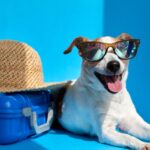 Why Combining Travel and Pet Care Is a Win-Win Opportunity