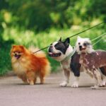 4 Dog Parks Near Syracuse to Visit