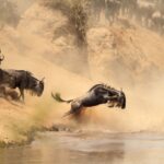 The Ultimate Guide to the Wildebeest Migration This Year 