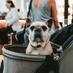 Planning a Pawsome Trip to Houston? Here’s Everything Pet Owners Should Know